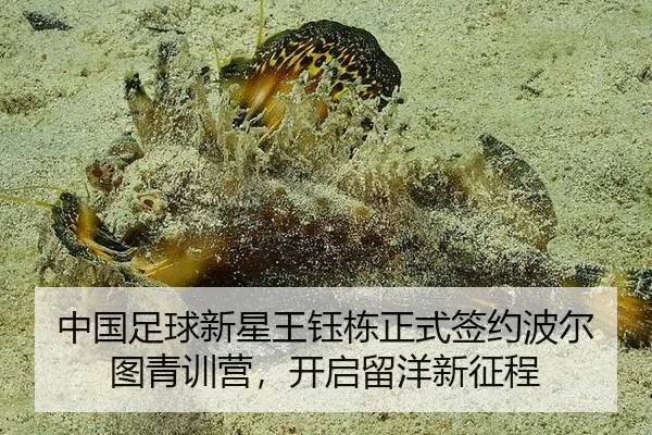 zhong-guo-zu-qiu-xin-xing-wang-yu-dong-zheng-shi-qian-yue-bo-er-tu-qing-xun-ying-kai-qi-liu-yang-xin-zheng-cheng-3-316.jpg